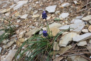 muscari neglectum(3) (1200 x 801)